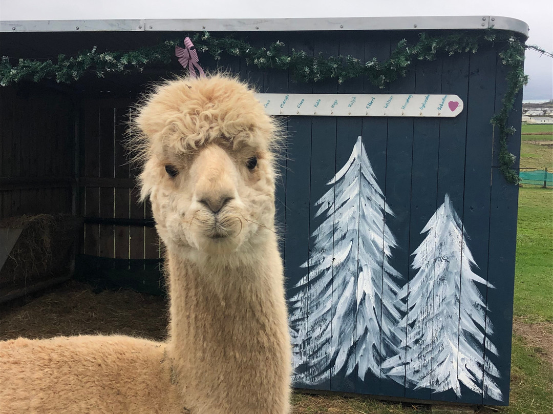 Cranfield Alpacas (alpaca Experiences In The Mournes).景点图片