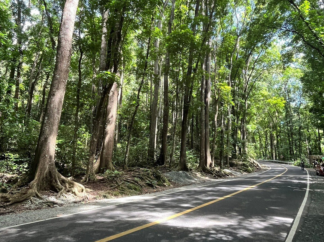 Man-made Mahogany forest景点图片