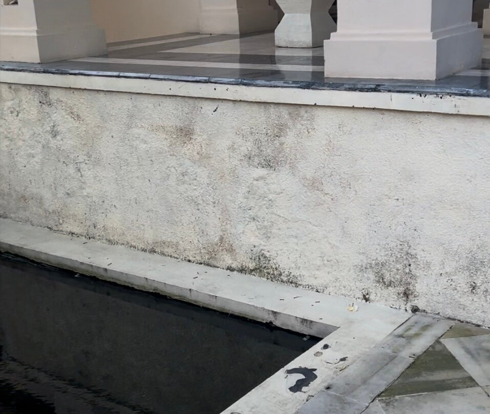 The Ylang Ylang主图