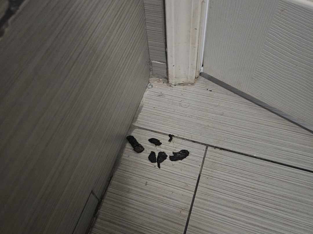 Rodeway Inn Calhoun South主图