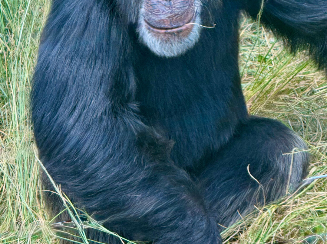 Jane Goodall Chimpanzee Eden Sanctuary-尼斯普鲁特必去景点