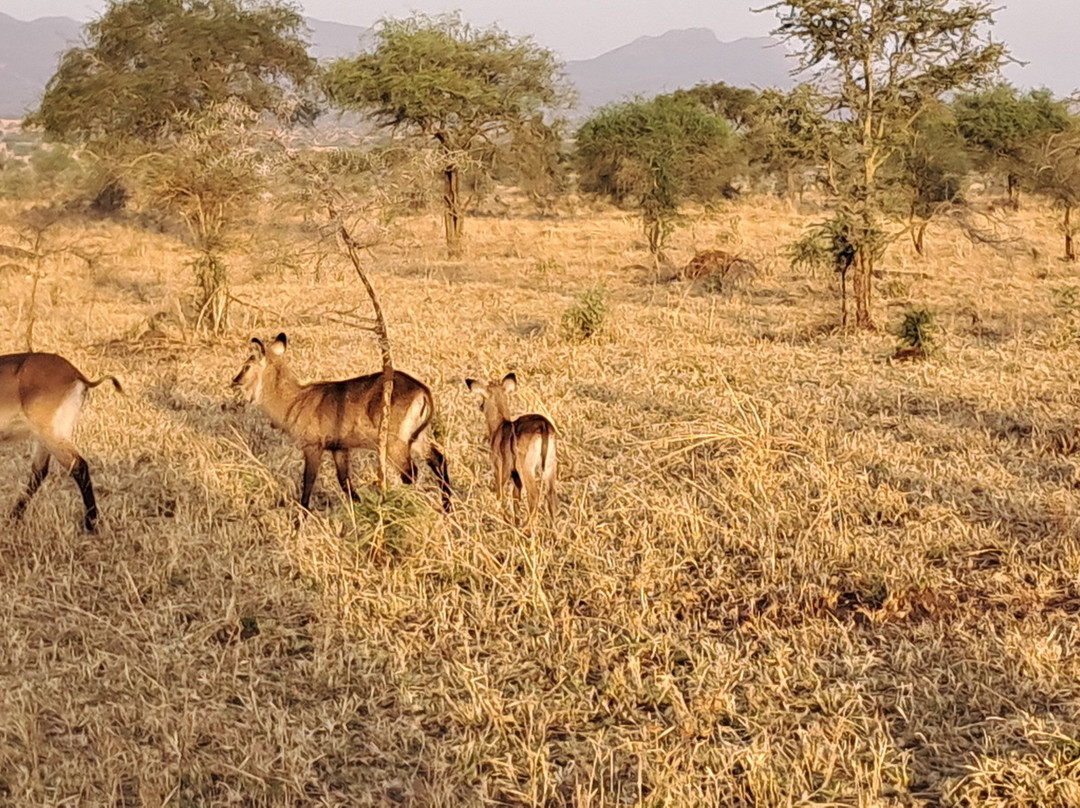 Kidepo Valley National Park-Kitgum必去景点