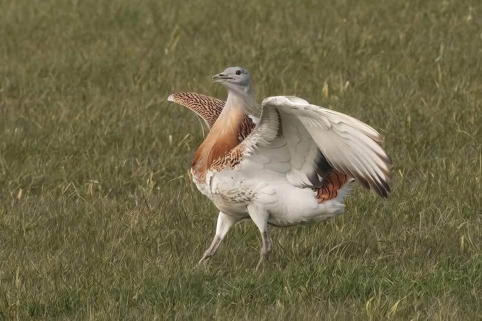 Great Bustard Group Visits-埃姆斯伯里必去景点