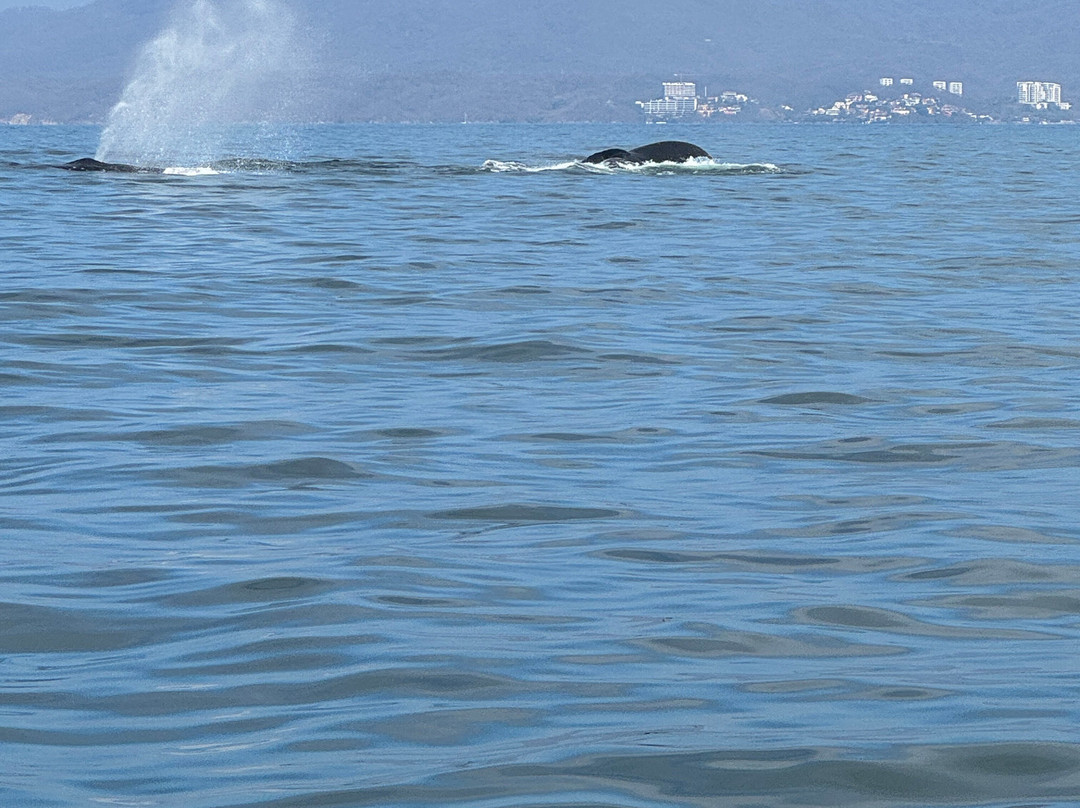 Ocean Friendly Whale Watching Tours-瓦拉塔港必去景点