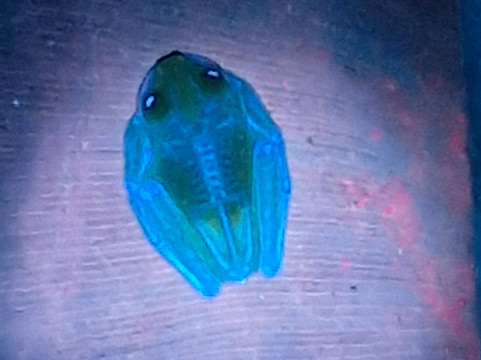 Neotropic Wildlife Expedition-福德圣卡洛斯必去景点