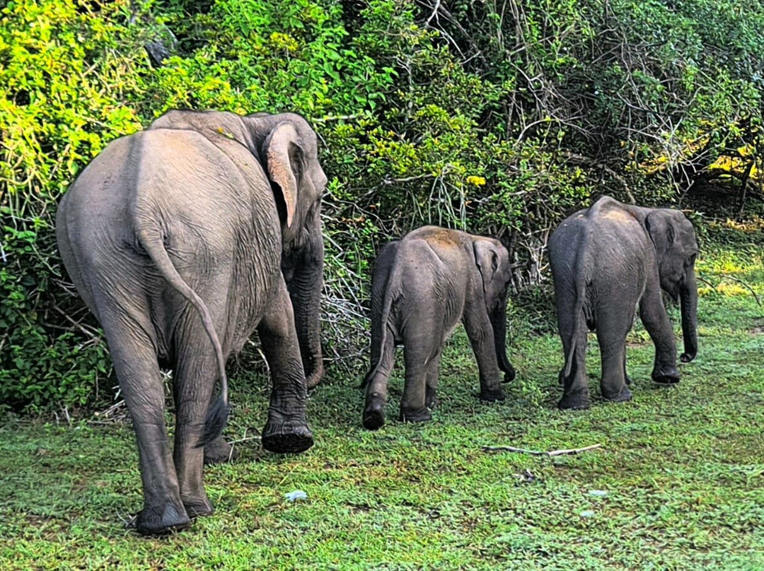 The Travel Lanka Leisure景点图片