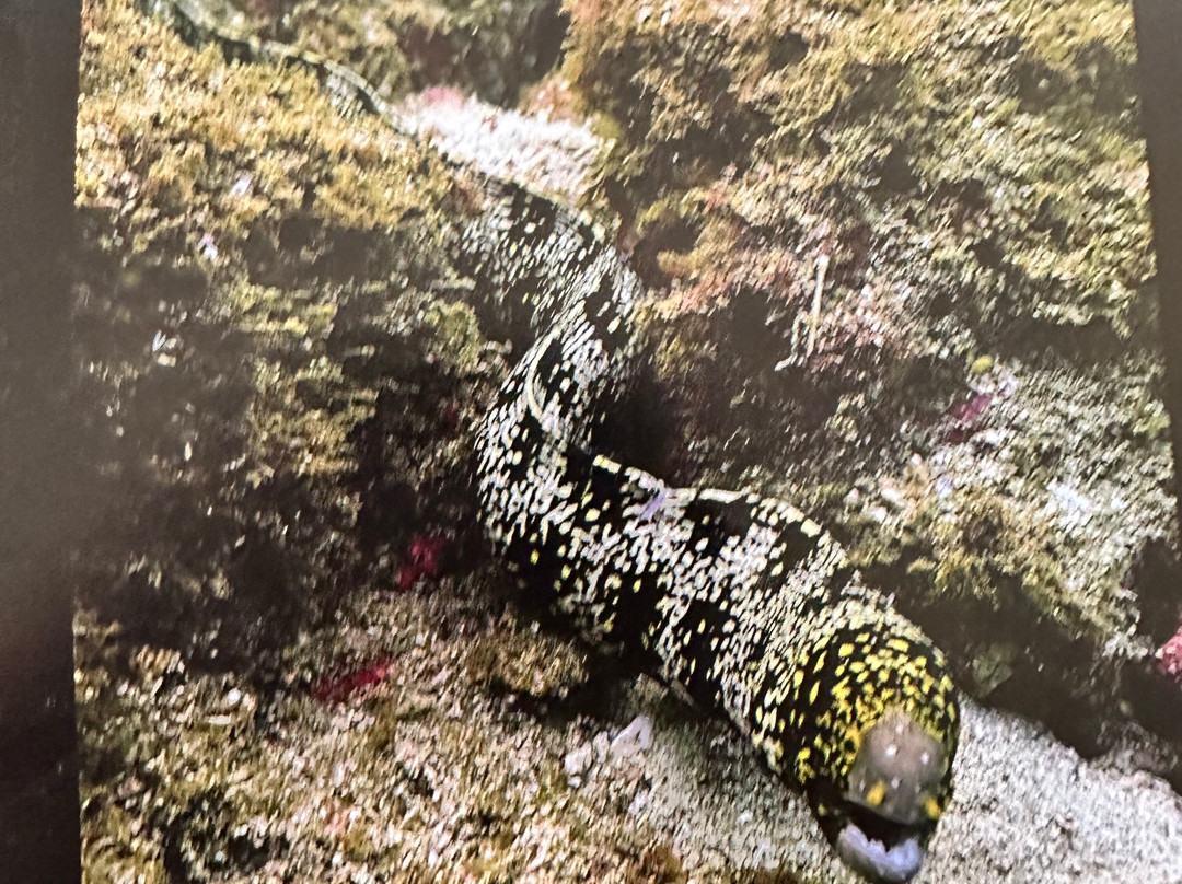 SCUBA Diving at Summer Salt Dive Center景点图片