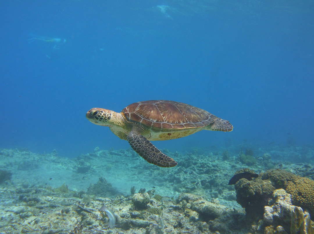 Sea Cow Snorkeling Bonaire-Kralendijk必去景点