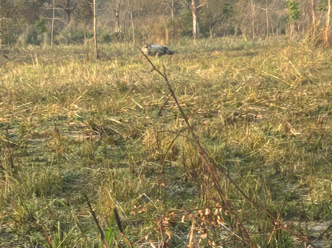 Chitwan Jungle Safari-奇旺国家公国必去景点