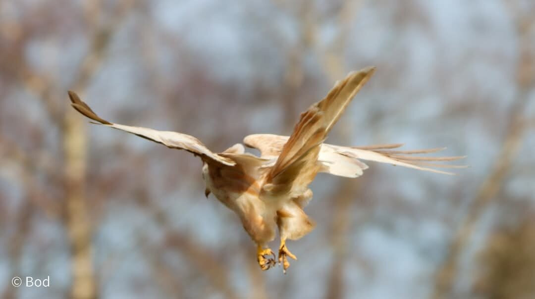 Gigrin Farm Red Kite Feeding Centre景点图片