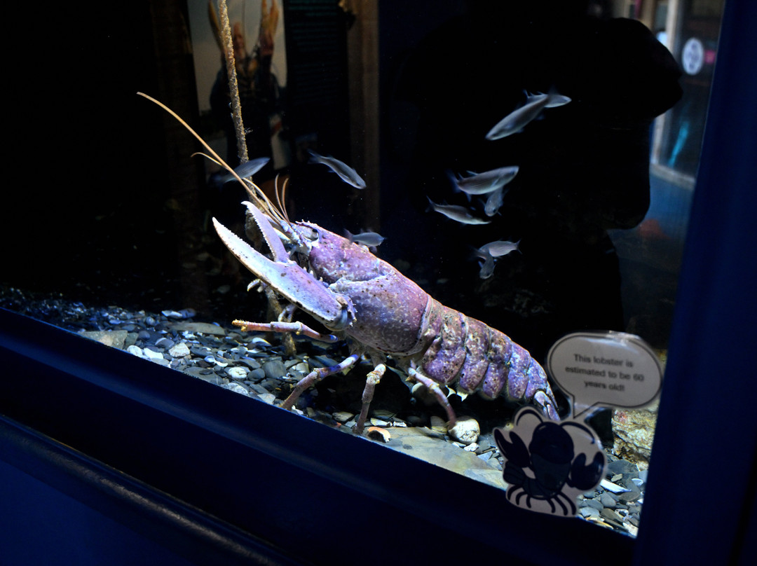 National Lobster Hatchery-帕兹托必去景点