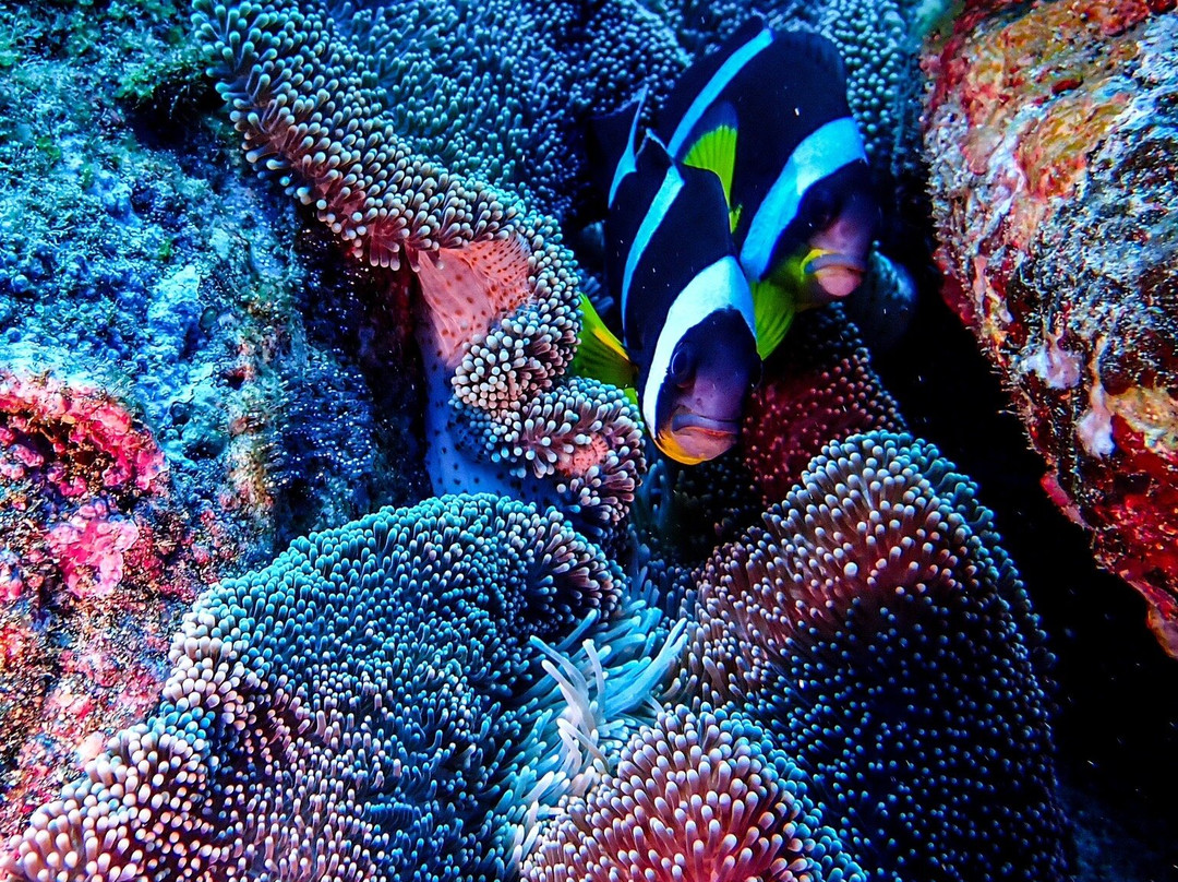 Euro-Divers la Pointe景点图片