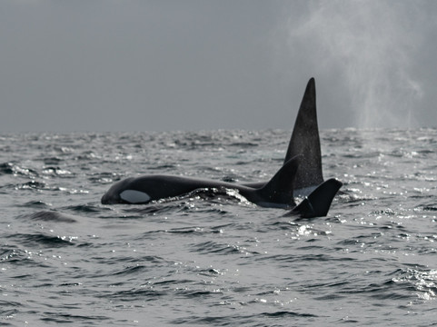 O'side Whales-欧申赛德必去景点