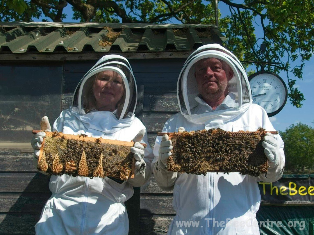 The Bee Centre-乔利必去景点