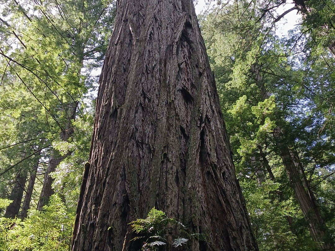 Grove of Titans Trail-克雷森特城必去景点