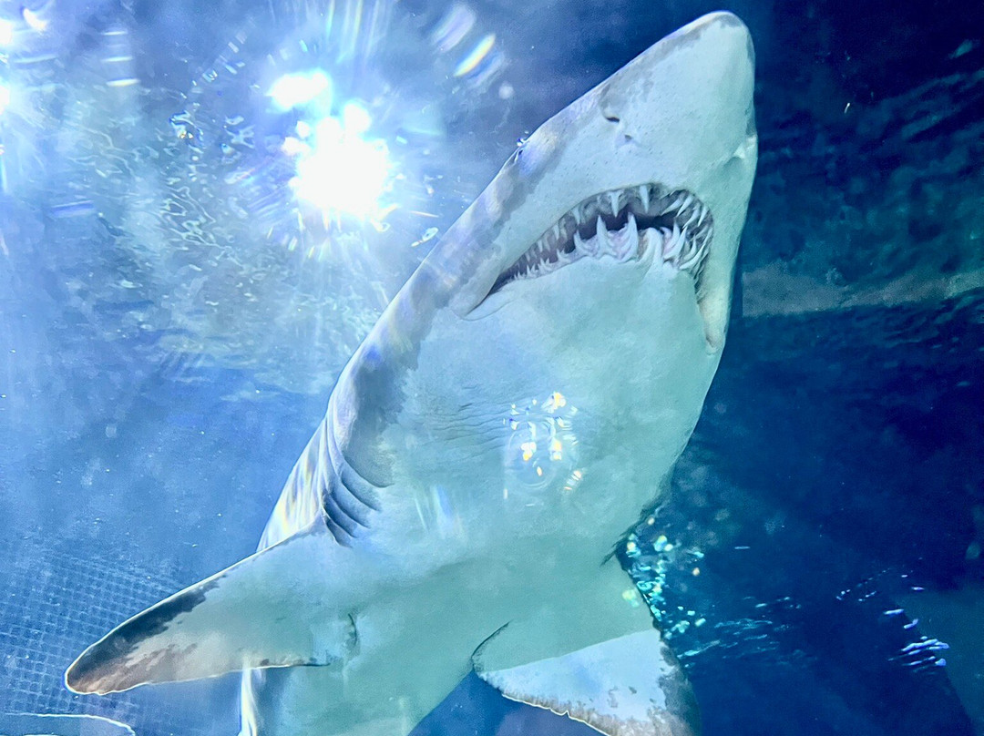Odysseo Oceanarium Mauritius-路易士港必去景点