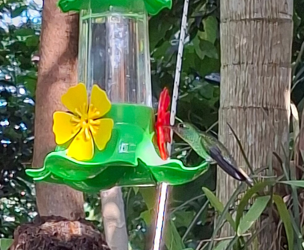 Jardin de los Picaflores-伊瓜苏港必去景点