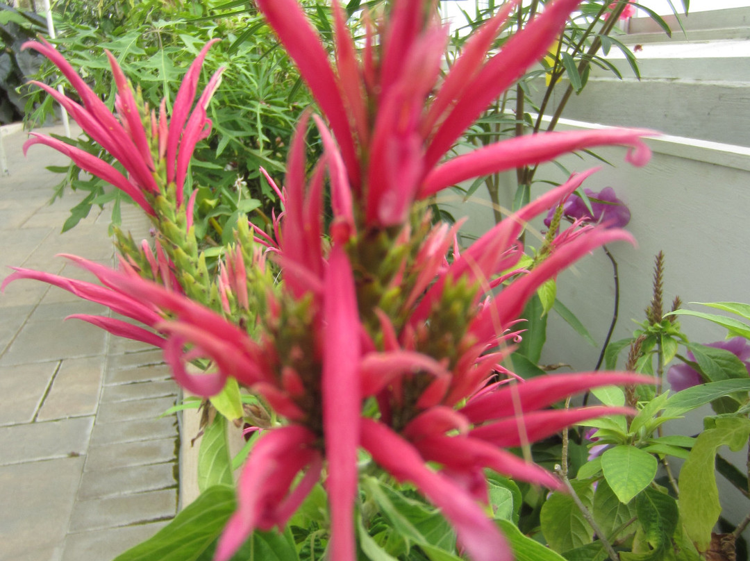 Buffalo and Erie County Botanical Gardens-水牛城必去景点