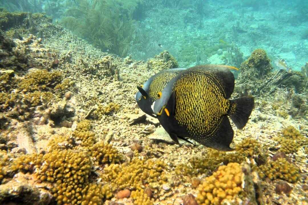 Sea Cow Snorkeling Bonaire-Kralendijk必去景点
