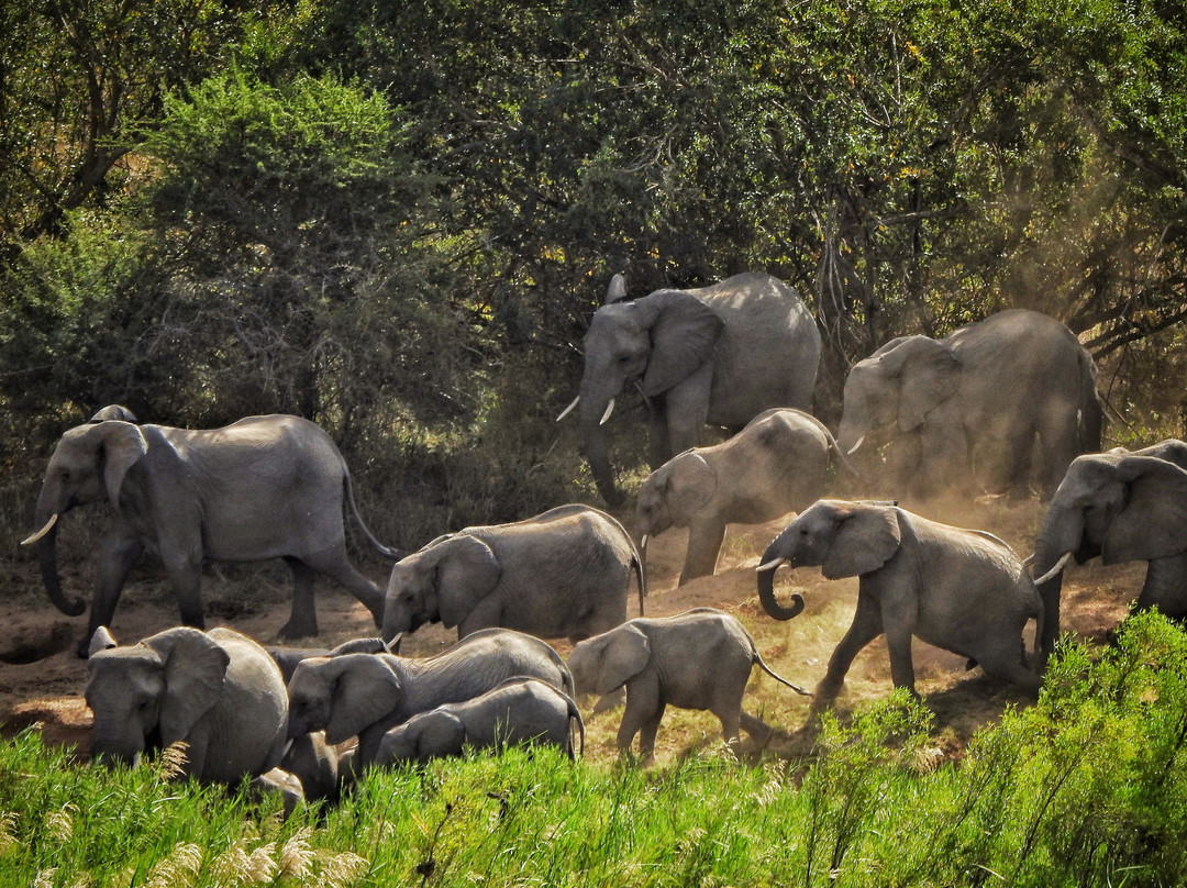The Kruger Safari Co.-司库库札必去景点