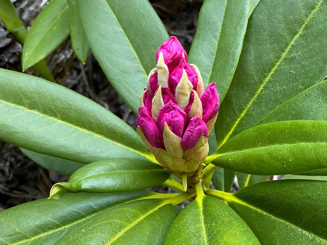 Salt Creek Falls-Oakridge必去景点