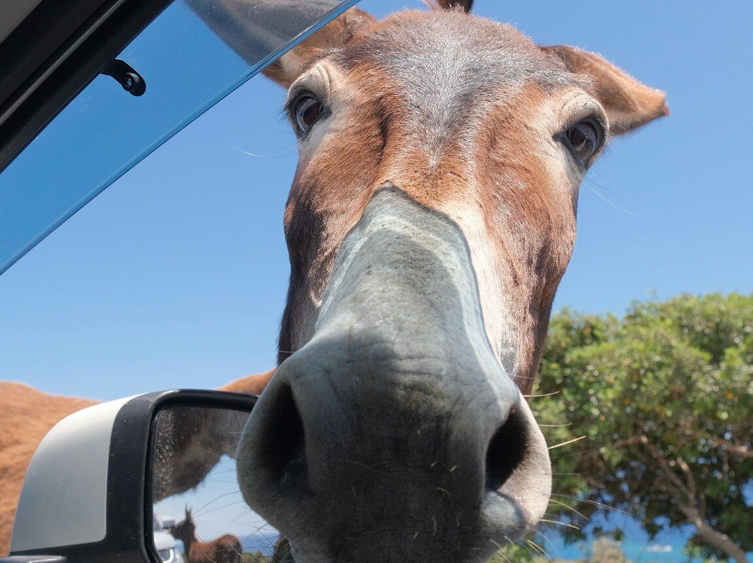 Dipkarpaz Milli Parki - Karpaz National Park Wild Donkey Protection Area景点图片