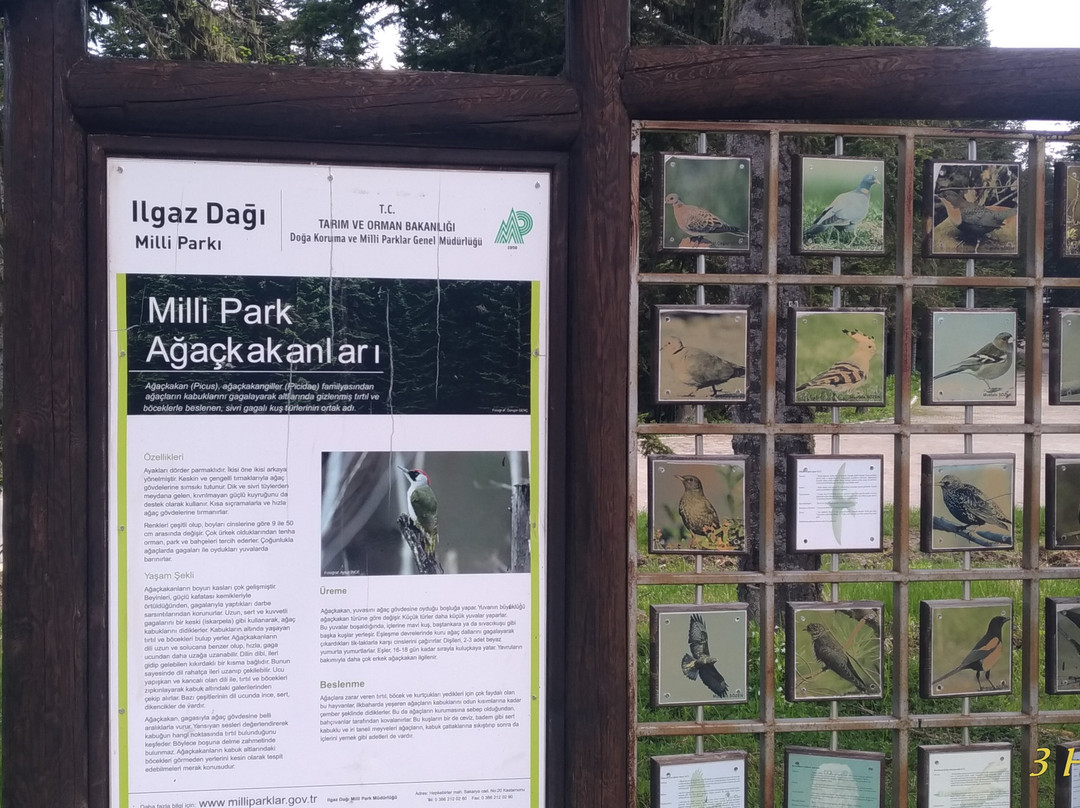 Ilgaz Mountain National Park景点图片