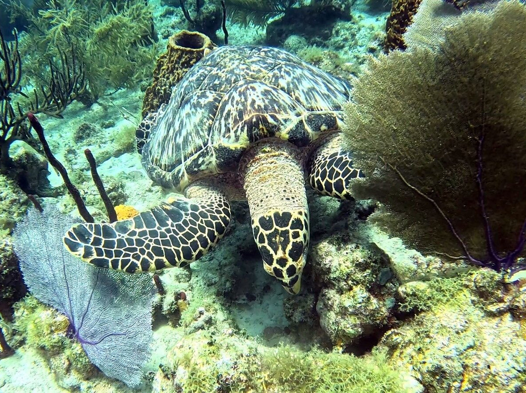 Ultra Marine Divers-蓬塔卡纳必去景点