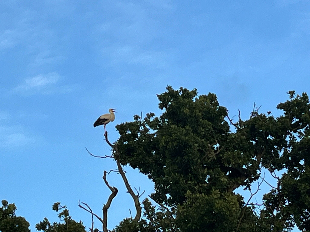 Knepp Wildland Safaris景点图片