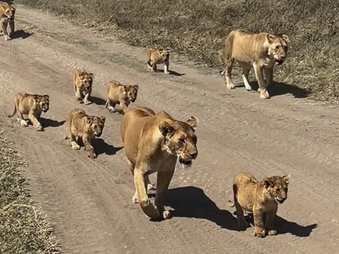 Cruize Wild Safaris-Iringa必去景点