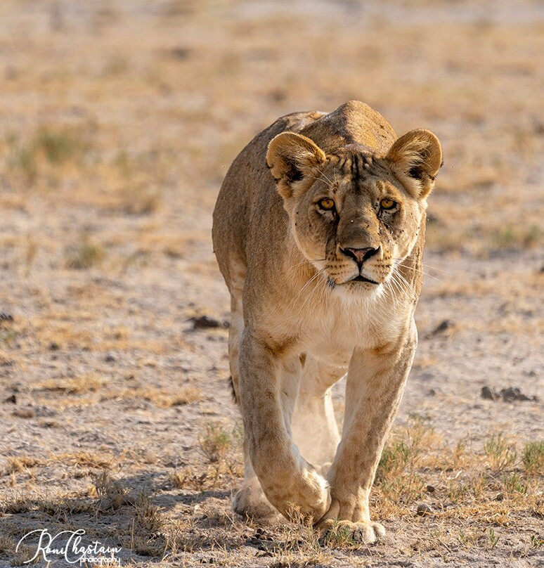 Lemnshan African Adventure Safari-南由基必去景点