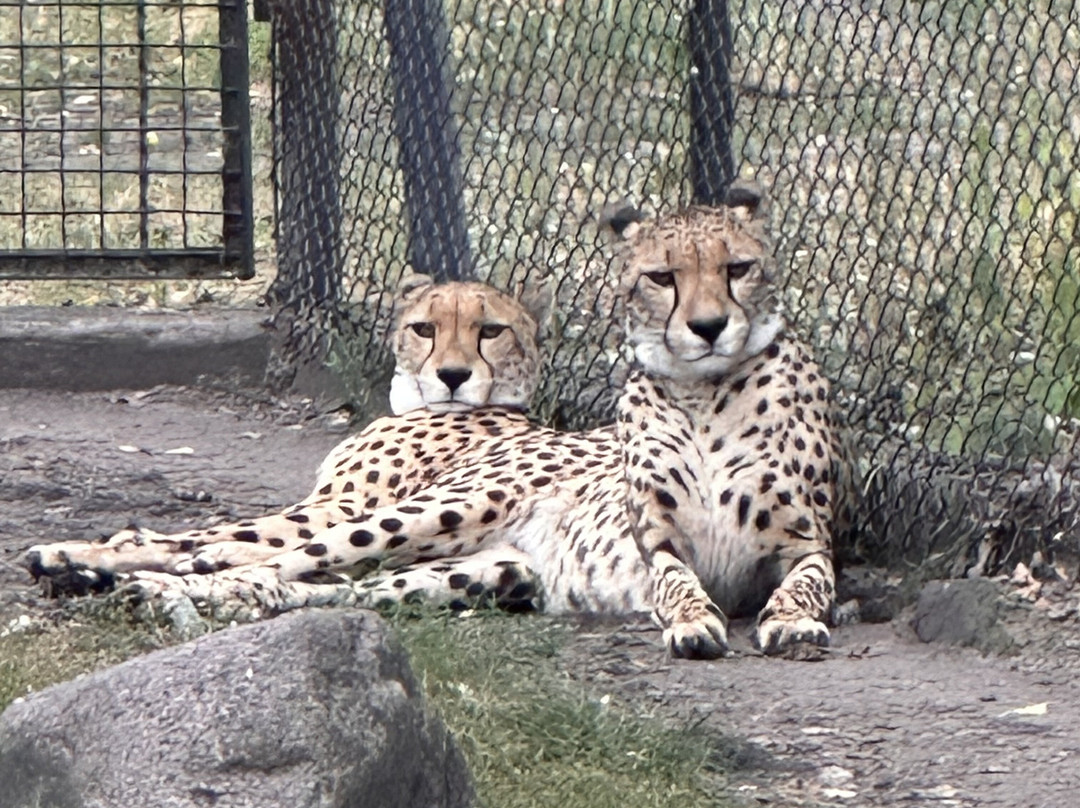 Miejski Ogrod Zoologiczny w Warszawie-华沙必去景点