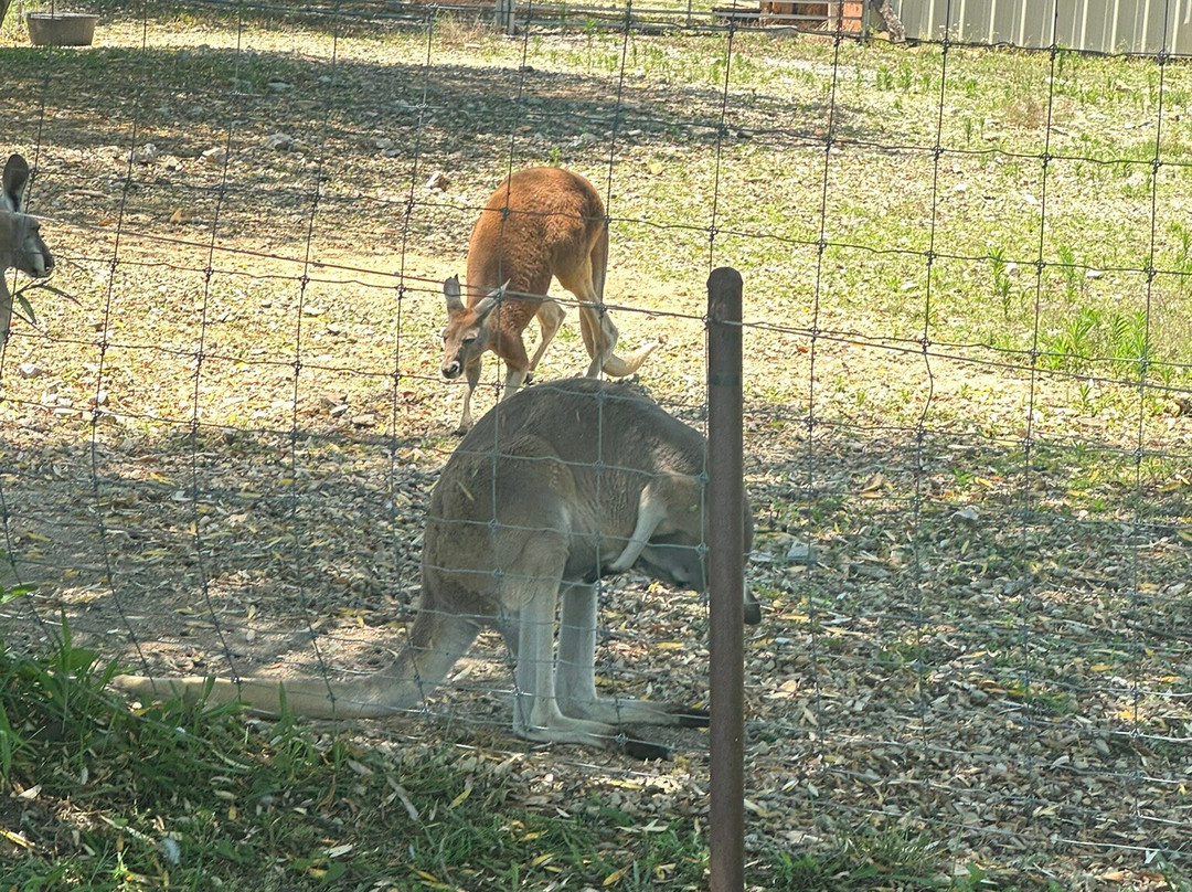 Branson's Promised Land Zoo-布兰森必去景点