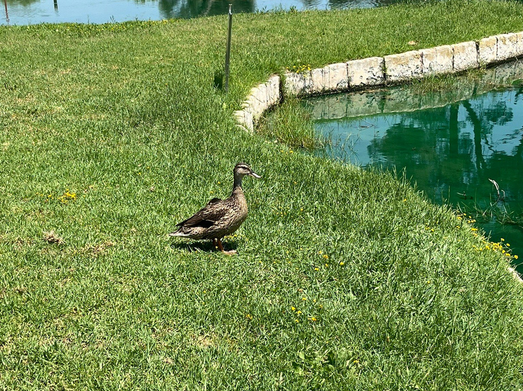 Golf Club Santa Ponsa-卡尔维亚必去景点