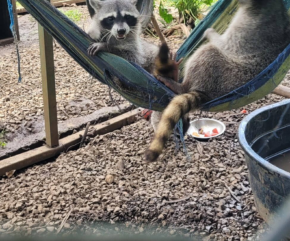 Costa Rica Animal Rescue Center-Turrucares必去景点