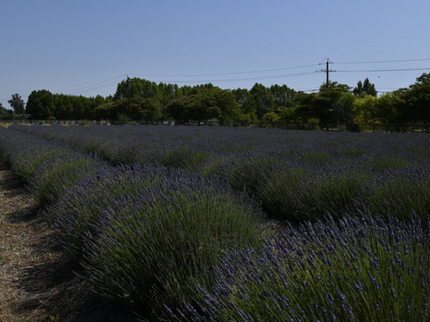 Foxen Canyon Farms-洛斯奥利沃斯必去景点