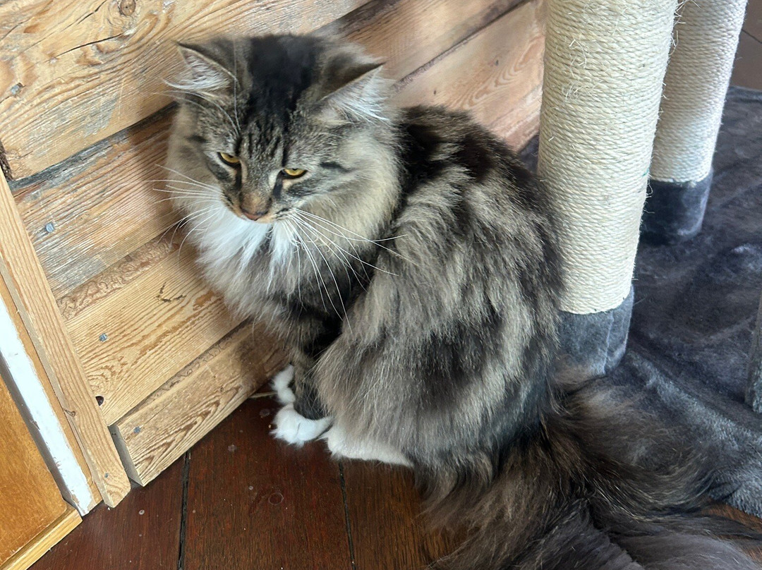 Finduzz CatCafe-延雪平必去景点
