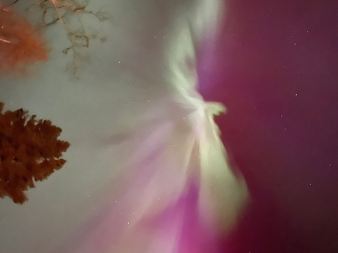 Muklukland-Tok必去景点