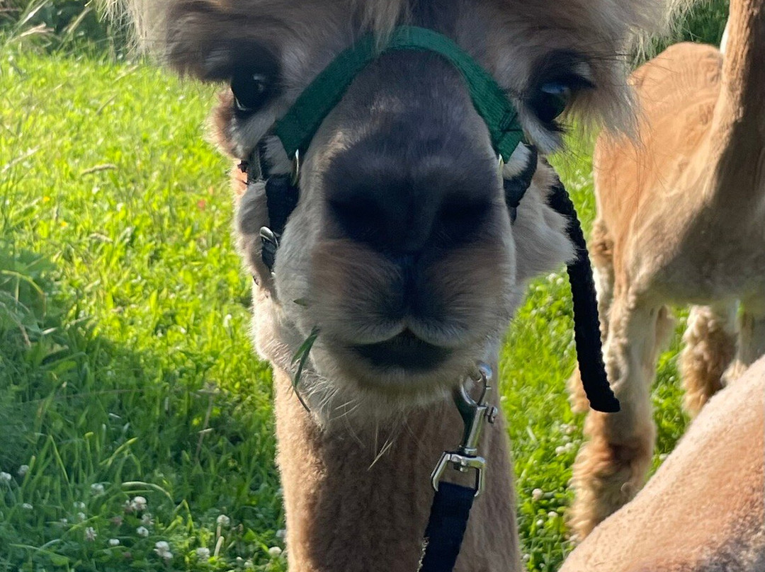 Alpine Ridge Alpacas-Clarksburg必去景点