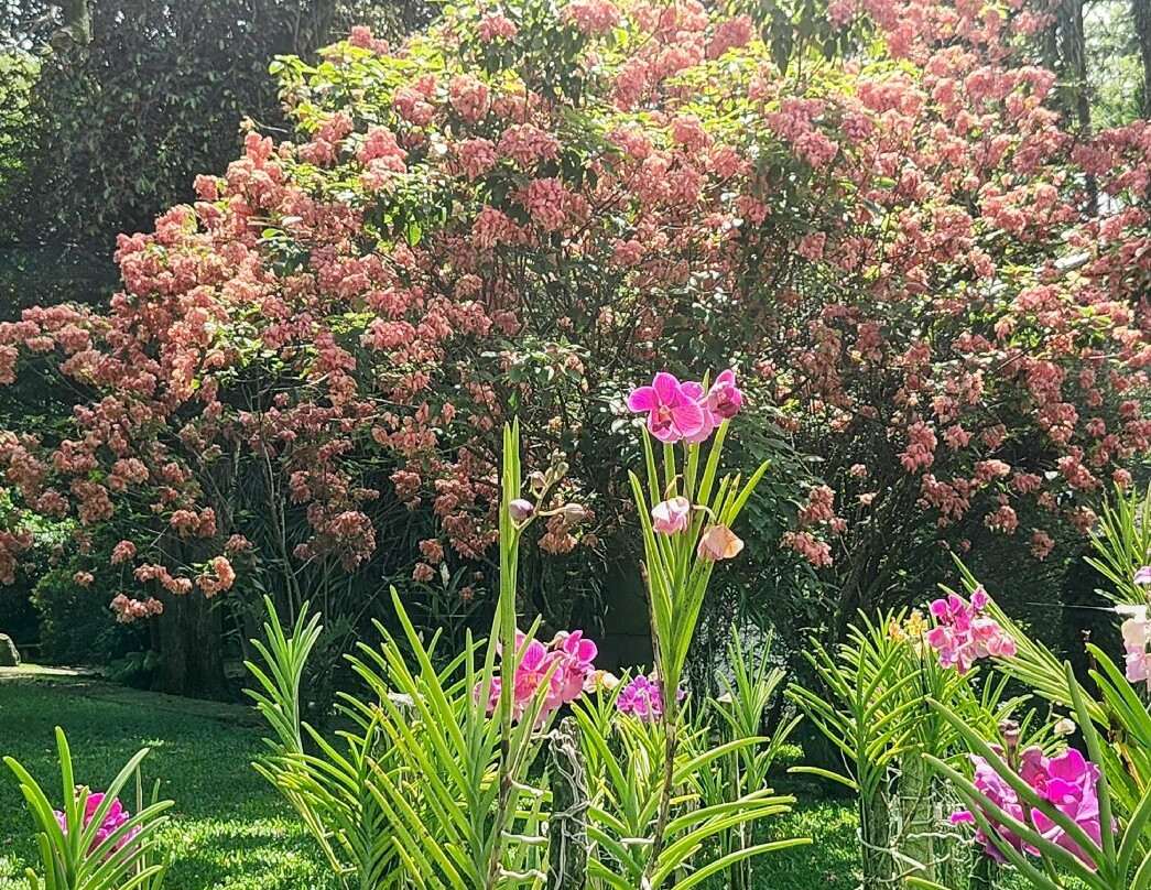 Botanical Orchid Garden-La Garita必去景点