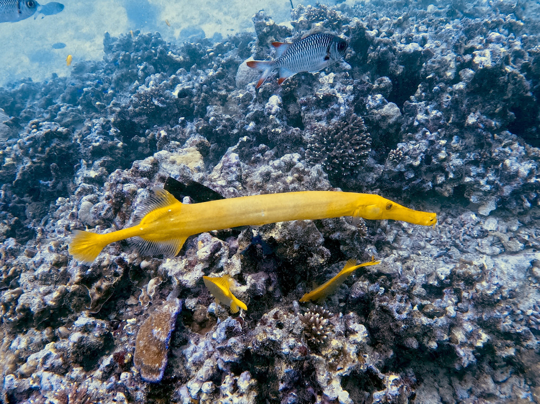 Blue Sea Divers Sainte-Anne-Sainte Anne Island必去景点