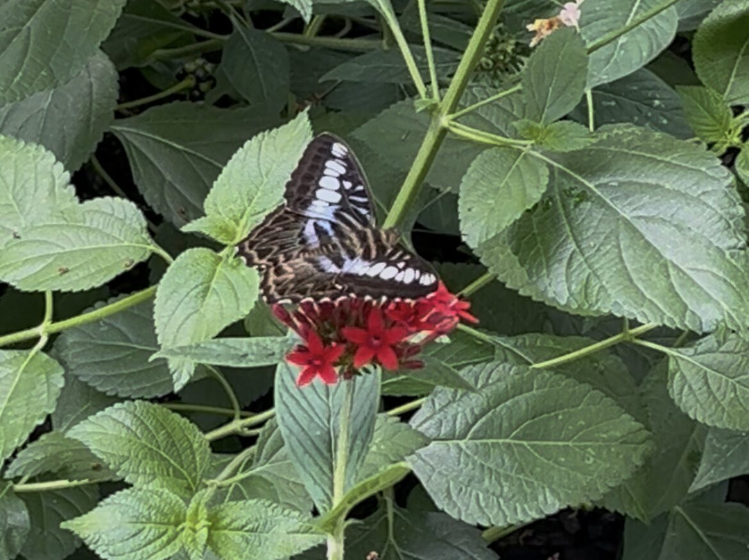 Butterfly House-Put in Bay必去景点