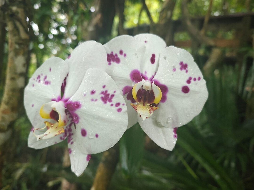 Phantasea Tropical Botanical Garden-圣 托马斯必去景点