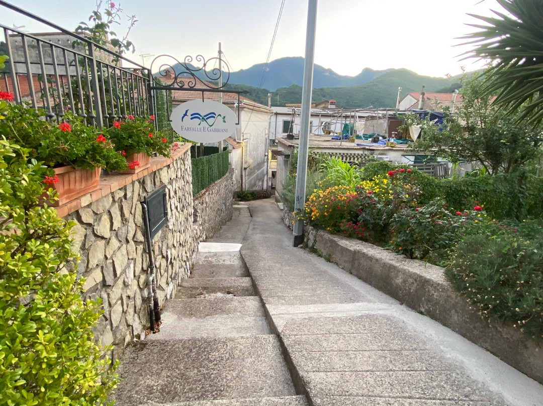 Farfalle E Gabbiani主图