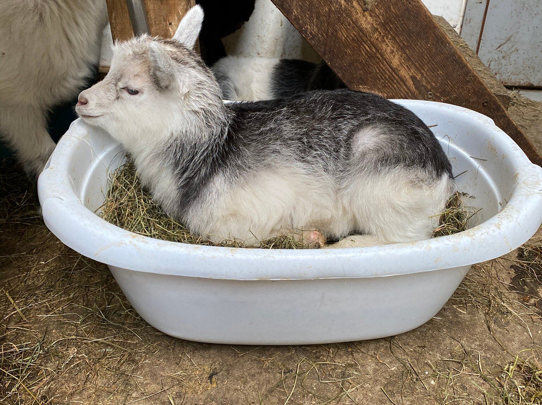 Brúnastaðir Guesthouse And Farm-Skagafjordur必去景点