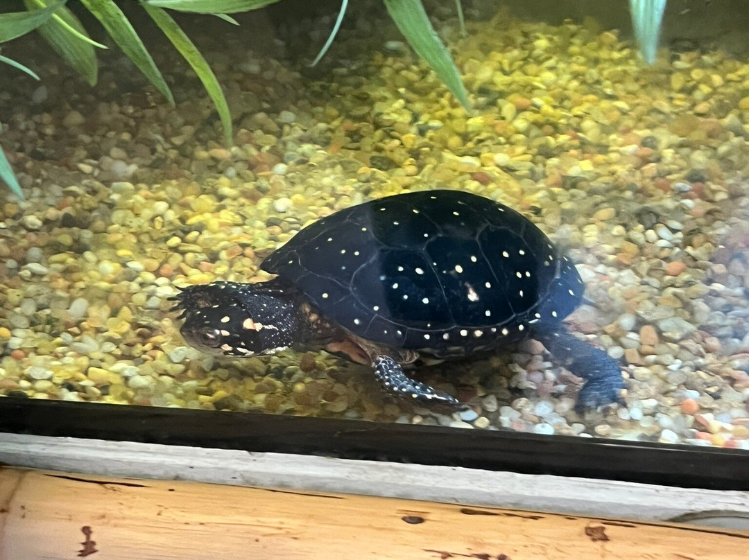 Potawatomi Zoo-南本德必去景点