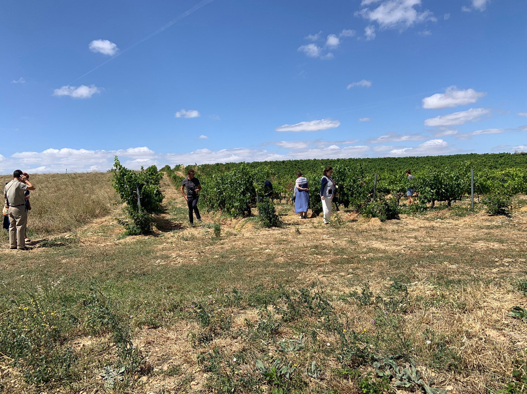 Bodegas Ochoa-Olite必去景点