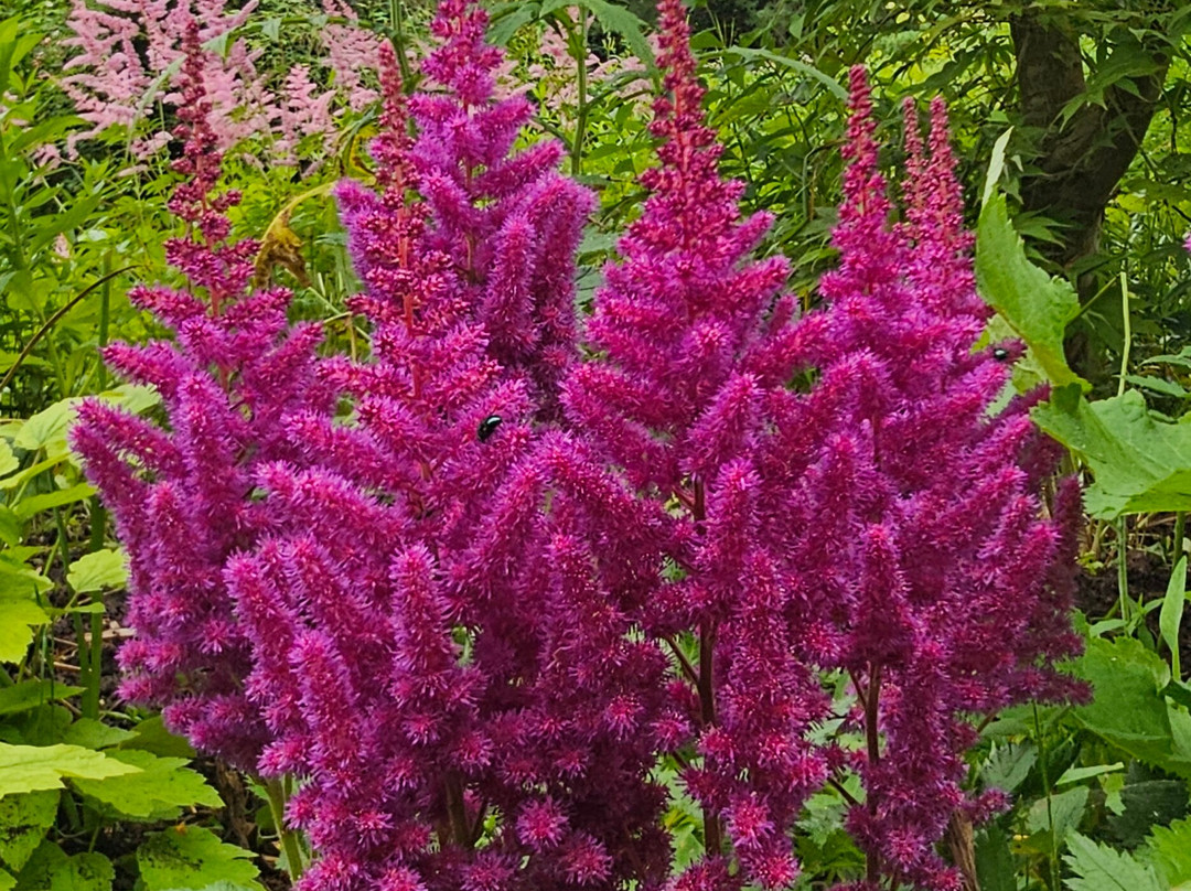 Tangled Garden-Grand Pre必去景点