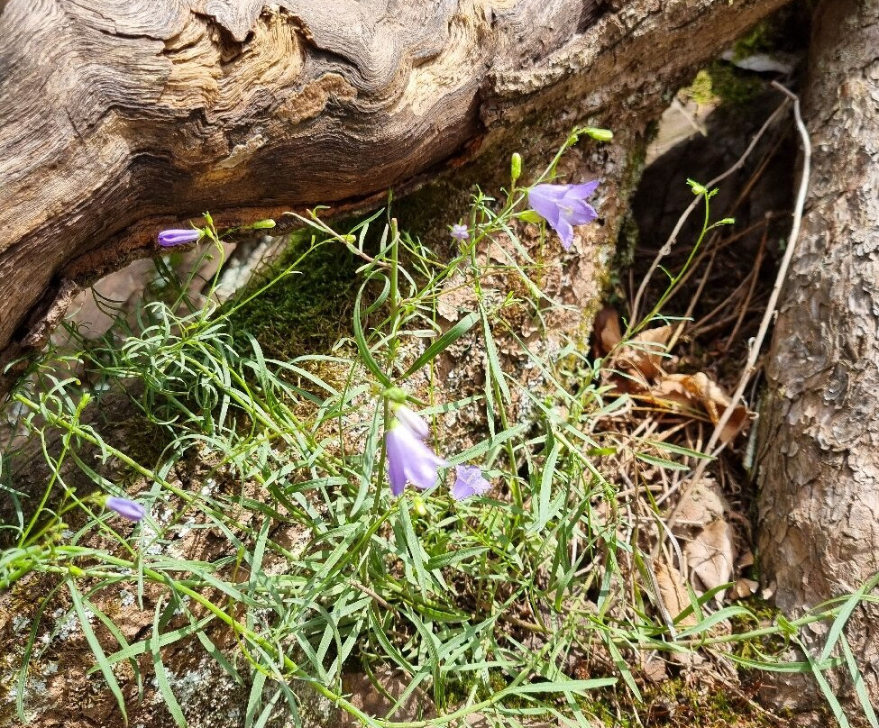 Burg Eltz Chapel-维尔舍姆必去景点