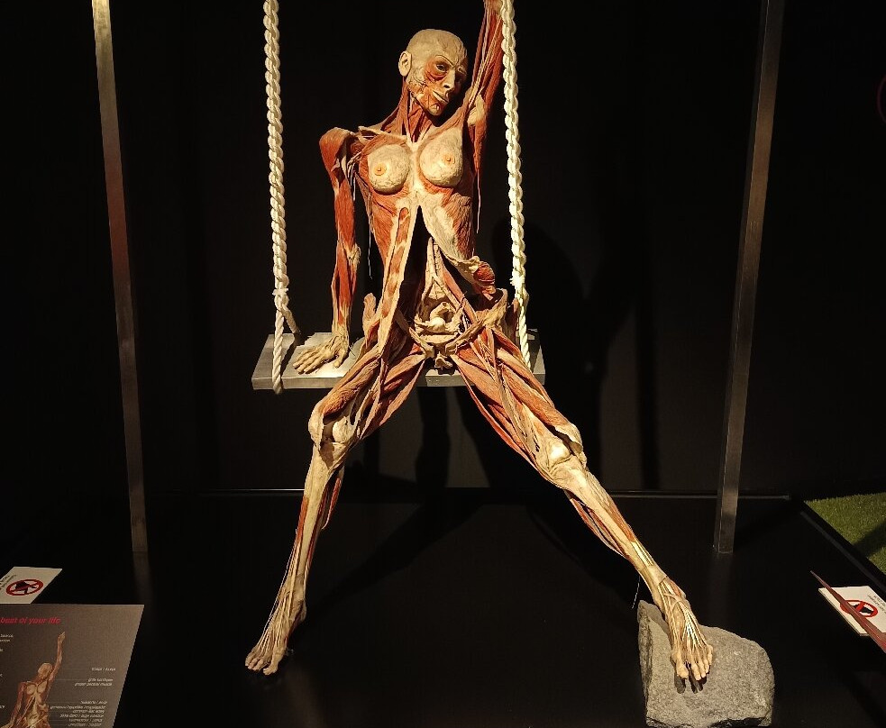 人体世界展览-阿姆斯特丹必去景点